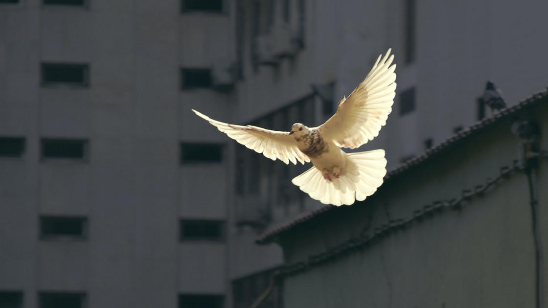 Friedenstaube fliegt