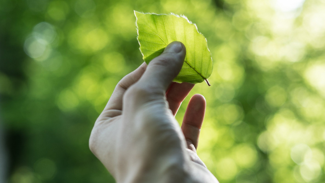 Hand, die achtsam ein Blatt hält.