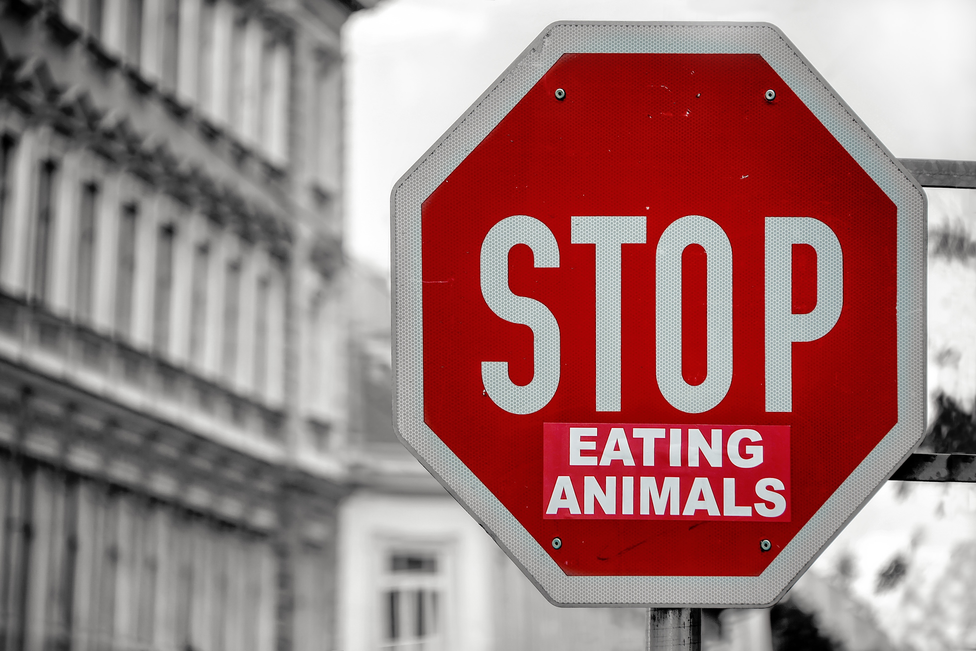 Stopp-Schild mit der Aufschrift "Eating Animals"